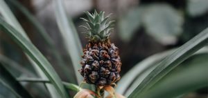 Close up of growing pineapple