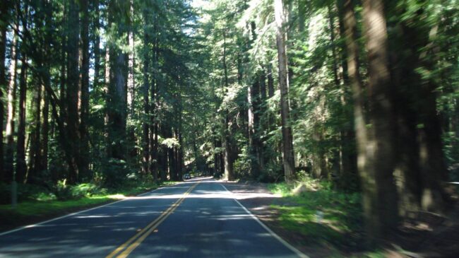 Redwood Forest (Photo: Ian Kennedy/Flickr)